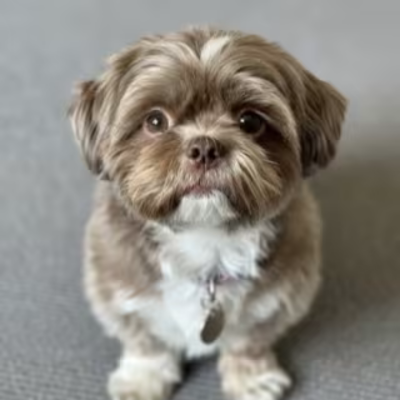 An image of office dog, Moo. She is small, and is mostly a light brown color with white fur spots.